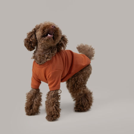 Basic shirt pomarańczowa koszulka dla psa