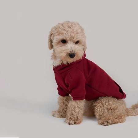 Basic Hoodie bordowa bluza dla psa