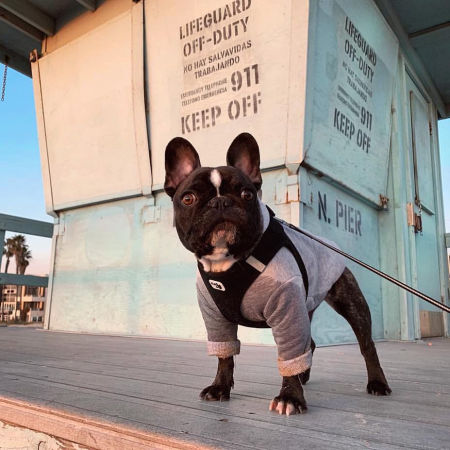 Zip hoodie szara bluza dla psa z zamkiem