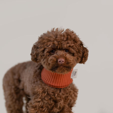 Pupwrap rudy - komin dla psa