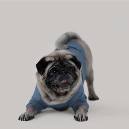 Basic shirt niebieska koszulka dla psa