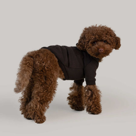 Bear hoodie brązowa  bluza dla psa