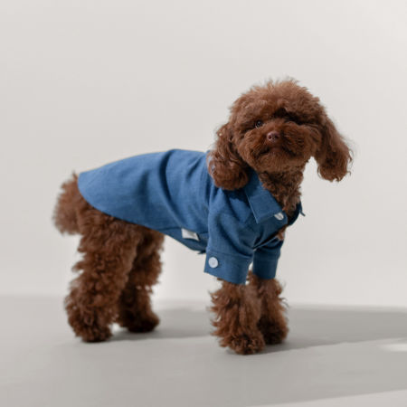 Jeans shirt - koszula dla psa 