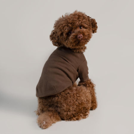 Zestaw Basic Shirt 3-pack — koszulki dla psa (brązowa, beżowa i jasnoniebieska)